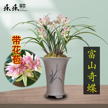 乐乐兰业 黄金彩虹 多花苞出售建兰四季世界上超香兰花苗兰草绿植盆栽花卉 建兰富山奇蝶3苗连体带芽 裸根不带土