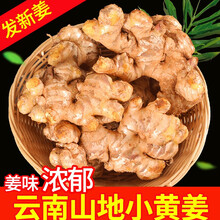 云南生姜新鲜小黄姜云南小黄姜5斤老姜干姜农家蔬菜黄姜沙姜仔姜嫩姜10斤 5斤
