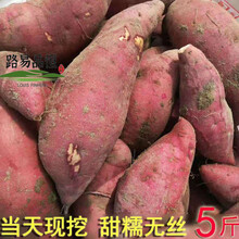 【现挖现发】10斤软糯香甜红薯当地山芋新鲜地瓜黄心番薯蜜薯5斤 10斤 新鲜
