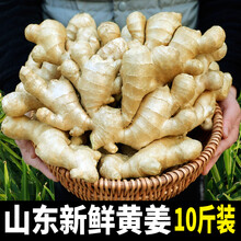 生姜新鲜5斤山东大黄姜老姜月子姜食用干姜块蔬菜小农家 500g