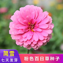 百日草种子混色百日草花种子四季易种百日菊步步高开花花籽鲜花盆栽阳台庭院公园花海花卉种子简雪 粉色百日草种子1斤