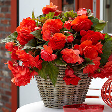 【左家花园】进口夫妻海棠种球 球根海棠 花庭院阳台多年生球根花卉 雅致红 其他