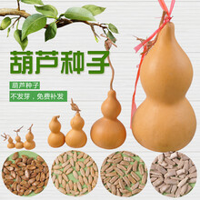 天然手捻大中小葫芦园林种子美国葫芦籽阳台观赏葫芦种盆栽春 四种各50粒(送小葫芦)