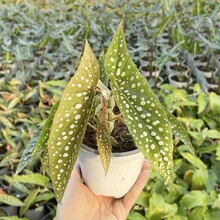 花沃里 白冰秋海棠(4-5片叶子简易花盆)进口品种培育花卉绿植盆栽室内阳台观叶植物办公室客厅