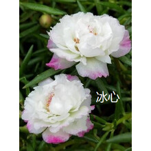 新品19色宿根重瓣太阳花苗混色多季开花耐热易养盆栽植物 冰心  带跟1棵 不含盆