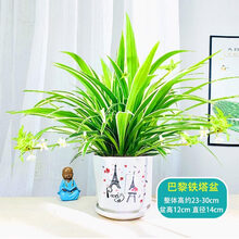 青叶吊兰金心吊兰绿萝发财树绿植盆栽花卉办公室内桌面客厅观叶植物观花四季常绿水培 自动吸水盆 金边吊兰 大金边吊兰+【巴黎铁塔盆】+托盘 带盆栽好