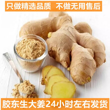 【健康轻食】 精选山东生姜 老姜火锅食材 胶东特产  产地直供 新鲜蔬菜 3斤精选装