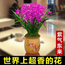 世界超香兰花 蓝宝石 四季开花 室内盆栽花卉绿植 紫气东来7苗连体裸根