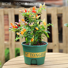 月娥七彩辣椒盆栽苗 可食用 新鲜彩色树苗阳台庭院植物室内绿植好养 盆栽绿植 多年生/七彩辣椒【加仑盆】 含盆
