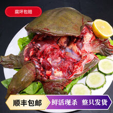 微山湖野养甲鱼】现杀外塘野甲鱼生态老鳖 水鱼 真空包装 顺丰】1.3斤现杀真空包装 外塘散养甲鱼(青黄背)切块