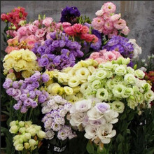 洋桔梗种子四季种易活室内盆栽花卉草籽室内外开花植物花种子大全 洋桔梗混色200粒+肥料