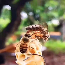 蜂王活体开产王种王中蜂蜂王蜜蜂活产卵王种中蜂王王 四双王15天内新王产王