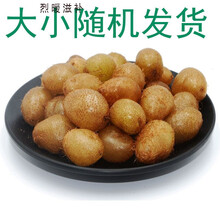 石黄皮 新鲜石黄皮狗化儿现挖中药材凤凰蛋马骝卵肾蕨果 统货1斤【500克】
