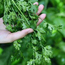 寿禾老香菜籽种子四季老品种蔬菜盆栽寿光菜籽 传统老香菜种子100g/袋