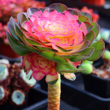 彩色红心法师老桩超大多肉植物稀有品种室内阳花台防辐射花卉绿植 瓷盆++5头红心法师 带盆栽好