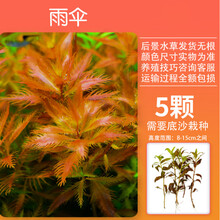 红草系列~红蝴蝶红雨伞大红叶红菊红松尾红太阳紫丁香红柳红宫廷 红雨伞5颗