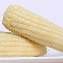 粘糯玉米种子 黄色白色彩色黑色甜糯黏玉米籽高产春播四季蔬菜孑 一糯千金白玉米100g约三四百粒