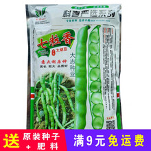 七粒香大蚕豆种籽胡豆种子高产小农家大颗粒蔬菜大粒型孑四季特大 科喜七粒香大胡豆蚕豆500g/袋
