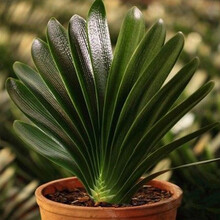 精品君子兰盆栽带花苞高端名贵老苗含盆四季种易活花苗花卉室内花 君子兰(12~14片叶子君子兰当年开花)加仑盆 不含盆(原土盆)