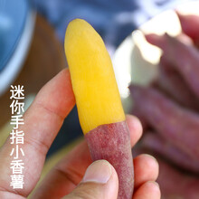 梓乐果 红薯新鲜5斤临安正宗天目山小香薯紫薯蜜薯农家自种番薯山芋地瓜 5斤 小果