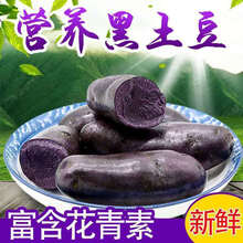 新鲜现挖黑土豆农家自产马铃薯黑洋芋黑金刚黑美人 黑土豆2两以上大果10斤装