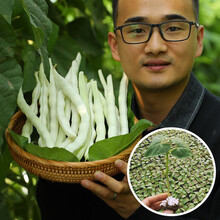 寿禾 四季豆种子九粒白芸豆黄金钩豆角架豆菜豆蔬菜种孑家庭盆栽易种春冬季播种种籽菜籽 九粒白芸豆苗 20棵