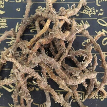 伟博 中药材蜘蛛抱蛋 飞天蜈蚣 竹叶伸筋九节龙竹根七 九龙盘 250克