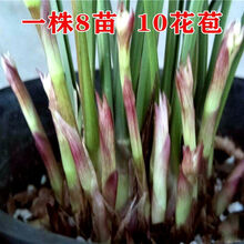 乐乐兰业 富山奇蝶 夏带花苞出售建兰四季兰花苗室内花卉盆栽 富山奇蝶4苗连体裸根带花 裸根不带土