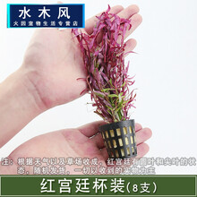 鱼草缸装饰水草造景套餐活体植物懒人绿菊中后景淡水有茎水草真草 红宫廷1杯8支