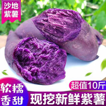 新鲜紫薯紫罗兰沙地紫薯番薯新鲜蔬菜鲜 【带箱9.5-10斤】精选大果