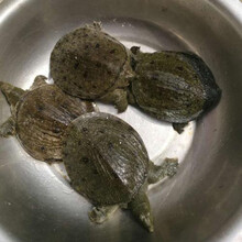 艚旺鲜汇   5两小甲鱼苗 活体王八农家生态中华老鳖团生鲜活放养养殖