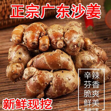 5斤新鲜沙姜粤菜广东白切鸡配料高州三奈山奈半斤姜苗姜种子 浓香【3斤】