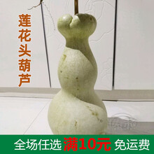 特大巨型葫芦种籽手捻种子超大大文玩秧特小苗孑草里金小葫芦籽种 莲花头葫芦种子 100粒简装