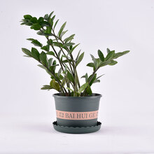 FOOJO 加仑花盆套装 矮胖款2加仑3个装客厅阳台多肉绿植花卉绿萝种植塑料花盆（含托盘）