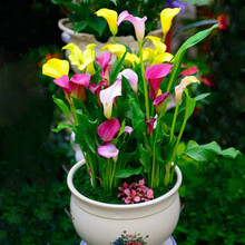 御春阁 大球 彩色马蹄莲种球带芽马蹄莲花苗花卉盆栽当年开花马蹄莲绿植 混色装2个球