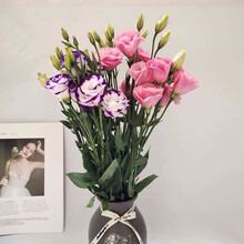 （linkinjoy） 洋桔梗双拼色（20-30）花苞鲜花居生活七夕礼物生日 基地直发