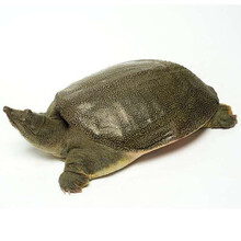 外塘大甲鱼活体生态王八中华鳖鲜活老鳖团鱼特产滋补品 买一加一合计5斤大老鳖