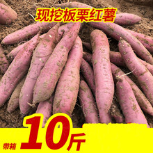 陕西板栗薯9斤红皮红薯粉糯黄白心番薯蜜薯地瓜小香薯5斤 5斤 中果
