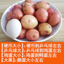 新鲜小土豆云南农家自种迷你土豆5/10斤 现挖黄心马铃薯洋芋蔬菜 乒乓球大小 【特惠10斤装】