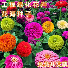 百日草种子百日菊花籽花种四季室外易活百日草花种子农民老史 混色百日草一斤