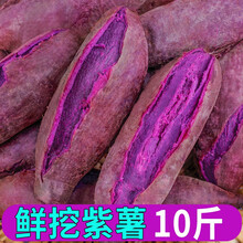 紫薯新鲜地瓜农家自种小香薯香甜软糯根茎类蔬菜 带箱5斤小果（优选）