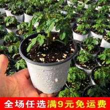 矮生小番茄盆栽苗西红柿苗带盆樱桃水果四季菜苗阳台苗秧蔬菜苗 黄矮生盆栽番茄苗 1盆 【带盆发货】