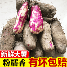 新鲜山药 现挖大薯紫山药紫淮山紫脚板薯毛薯新鲜蔬菜紫玉淮山 5斤装