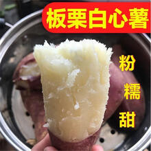 现挖白心板栗红薯沙地蜜薯生态新鲜地瓜山芋番薯2/5/10斤粉糯面甜 带箱9.5-10斤中果