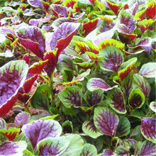 苋菜种子红圆叶红叶苋菜种子耐老化耐热耐寒田园农家汉菜蔬菜种子 精装红苋菜种子1袋