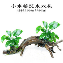 蜜醉果活体水草懒人水草新手鱼缸造景水草植物水榕水草水族箱鱼缸造景沉木装饰 小水溶沉木双头