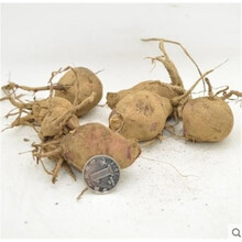 大丽花球根花卉 开花大花大丽菊地瓜花 大丽花种球多年生宿根花卉盆栽植物 混色20棵【不含盆】 不含盆