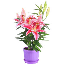 花无痕 百合花种球 带芽香水百合种球 百合花种子球根百合花卉百合植物百合盆栽 粉色百合+花瓣盆+土 含盆