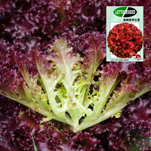 纳格兰奶油生菜种子阳台专用蔬菜种子口感好可生吃生菜籽 南韩紫秀生菜约500粒(原厂)