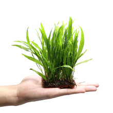 丹麦细叶铁皇冠草中后景草懒人水草鹿角铁带底座水草活体 细叶铁1块（高15cm左右）